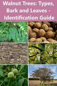 Walnut Trees Types Bark And Leaves Identification Guide Pictures Black Walnut Tree Walnut Tree Tree Identification