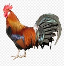 Polish your personal project or design with these wallpaper transparent png images, make it even more personalized and more. Country Chicken Png Hd Wallpaper Backgrounds Gallic Rooster Png Transparent Png Vhv