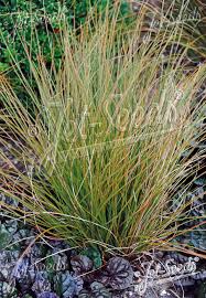 Image result for Carex conferta