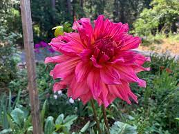 This comprehensive guide will give you tips about preparing soil, caring for dahlias and keeping pests away. Grow Dahlias In Pots Flower Patch Farmhouse