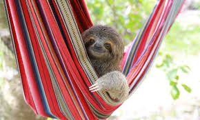 A Sloth Pokes His Head Out Of A Hammock At The Kstr Sanctuary The Rescued Sloths Are All Orphans That Were Brought Sloth Unusual Animal Friendships Baby Sloth