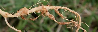 Image result for Rhizobium radiobacter, syn. Agrobacterium tumefaciens