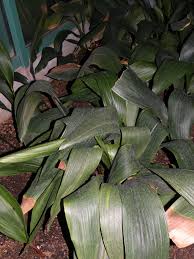 Image result for Kořenokvětka Aspidistra