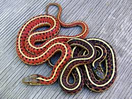 They tend to prefer moist, grassy environments. Hypo Variation Of Coast Gartersnake Snake Pretty Snakes Beautiful Snakes