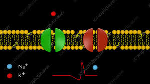 Image result for Sodium Channel Blocker