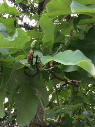 Pin On Trees Of Western Pa