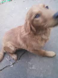 Buddy is an akc english golden retriever puppy. Akc Golden Retriever Puppies For Sale In Rolla Missouri Classified Americanlisted Com