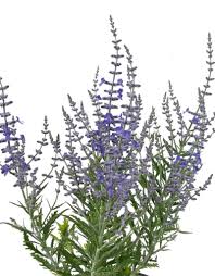 Image result for Perovskia atriplicifolia lacey blue photo
