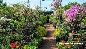 Aku bikinin seperempat buah tp ga abis. Tempat Tanaman Hias Di Serpong Bsd Alam Sutera Serpongku Com