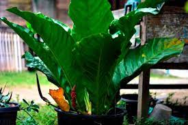 Wave Of Love The Most Expensive Ornamental Plant World Wide Steemit In 2021 Plants Ornamental Plants Anthurium Plant