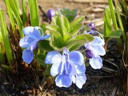 Image result for Rotheca hirsuta