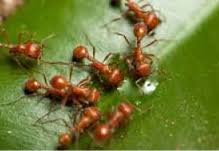 Our 29 pest and termite control technicians and 4 leadership team members have 547 combined years of experience serving these local areas. Bj Riley Pest Control York Pa Ants Bees Wasps Termites Carpenter Ants