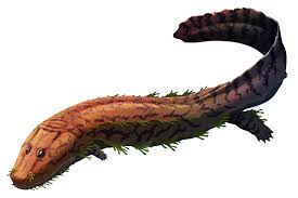 Image result for Craspedorhachis