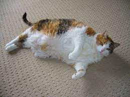 Pin On Fat Animals