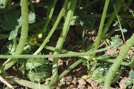 Image result for Cucumis myriocarpus