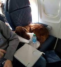 22 Reasons Dogs Should Never Be Allowed On Airplanes Irish Setter Dogs Dogs On Planes Irish Setter