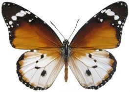 Image result for Stathmostelma pedunculatum