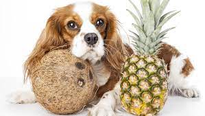 Moderation is key, just like any other fruit or vegetable. Can Dogs Eat Pineapple Five Rules You Should Know All Things Dogs All Things Dogs