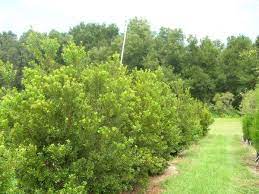 Myrtus, with the common name myrtle, is a genus of flowering plants in the family myrtaceae, described by swedish botanist linnaeus in 1753. Teachingtuesday Southern Waxmyrtle