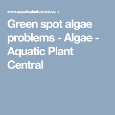 Spots usually take longer to form, while green dust algae can form a green film across the glass within a day or two. Green Spot Algae Problems Algae Aquatic Plant Central Green Spot Algae Green
