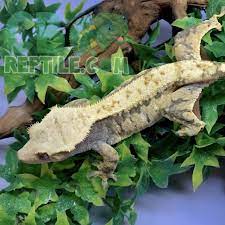 Tikisgeckos youtube) if you think flame cresties are stunning, you may change your mind once you see a harlequin crested gecko. Extreme Harlequin Crested Gecko For Sale Online Baby Extreme Harlequin Crested Geckos For Sale Where To Buy Geckos For Sale Online Gecko Breeder Of Crested Geckos For Sale Near Me