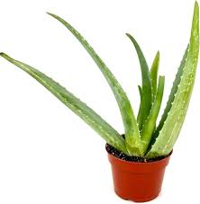 Image result for Aloe carnea