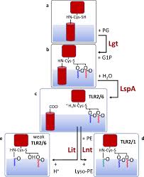 Afs was available at afs.msu.edu an… Structural Basis Of The Membrane Intramolecular Transacylase Reaction Responsible For Lyso Form Lipoprotein Synthesis Nature Communications