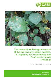 Image result for Rubus steudneri