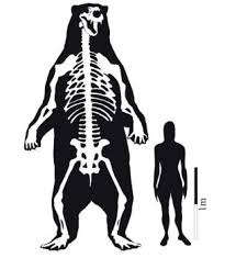 The hair keeps their feet warm and the roughness stops them slipping when they run on the ice. Standing At 11 Feet World S Largest Known Bear Unearthed Live Science