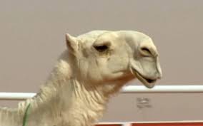 Camels are seen during a beauty contest as part of the annual king abdulaziz camel festival in rumah (file pic)credit: Botox Scandal Wrinkles Camel Beauty Contest The Times Of Israel