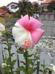 Pin On Blooms Foliage