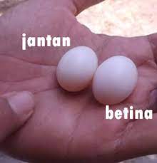 Apakah telur jantan dan betina. Cara Membedakan Telur Perkutut Jantan Dan Betina Peternakan Dan Perkebunan