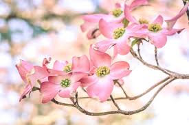 We did not find results for: Top 10 Flowering Trees