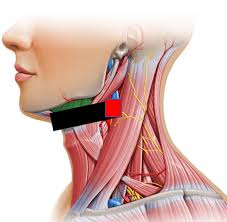 Image result for Peritonsillar Abscess