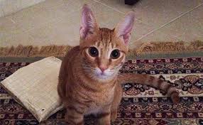 From wikimedia commons, the free media repository. Arabian Mau Cat Breed Information And Facts Petmoo