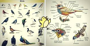 Bird Vocabulary And Parts Of A Bird Eslbuzz Learning English In 2020 English Phrases Vocabulary English Verbs