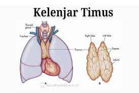 Hipofisis disebut juga master of glands karena hipofisis dapat menyekresikan hormon yang dapat mengatur. Pengertian Kelenjar Timus Fungsi Struktur Dan Anatomi