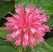 Image result for Monarda didyma
