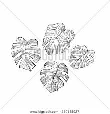 Shop branches, plants, rocks, caves and more Monstera Leaves Hand Vector Photo Free Trial Bigstock
