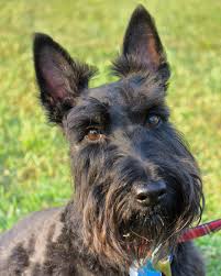 Scottish Terrier Wikipedia