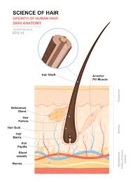 Understanding The Hair Growth Cycle Toppik Blog