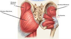 The glutes are a very powerful and large muscle. Pin On Tune Up Fitness Blog