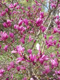 We did not find results for: Flowers And Plants Around My Neighborhood By Michele Babcock Nice Blogbymichele