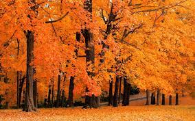 Check spelling or type a new query. Backgrounds Fall Group 63