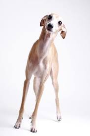 Just Adopted Two Italian Greyhound From Our Local Shelter They Had An Octoberfest This Looks Exactly Like My Juliette So Me With Images Dogs Grey Hound Dog Greyhound