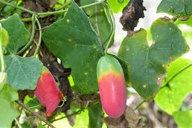 Image result for Coccinia