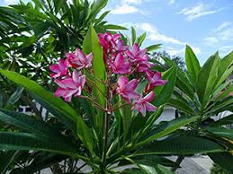 Image result for Plumeria rubra