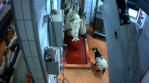 Résultat de recherche d'images pour "abattoir"