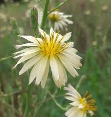 Image result for Lactuca indica