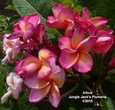 Allure Jungle Jacks Plumeria Flowers Plumeria Dwarf Plants